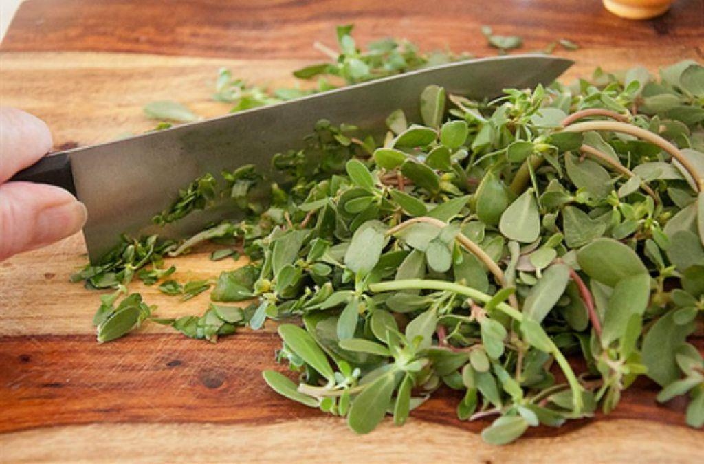 purslane weed cut 