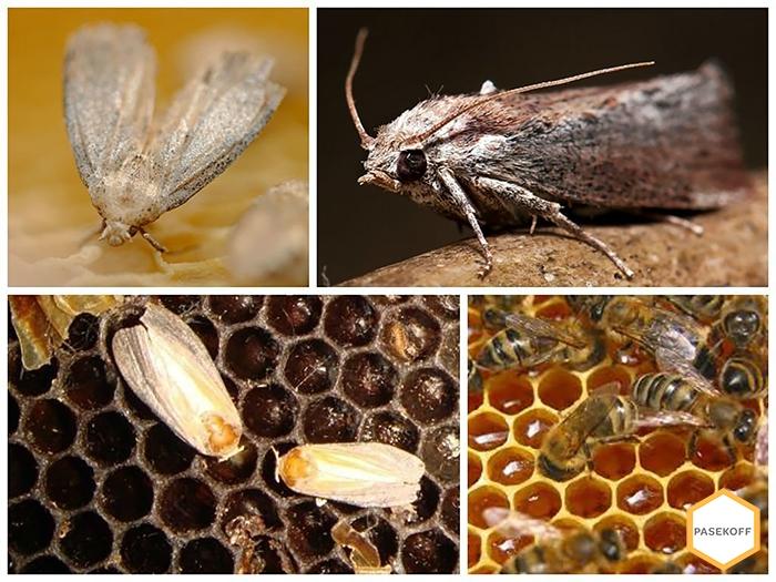 how to get rid of wax moths in a hive with bees