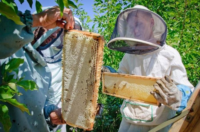 comment récolter le miel