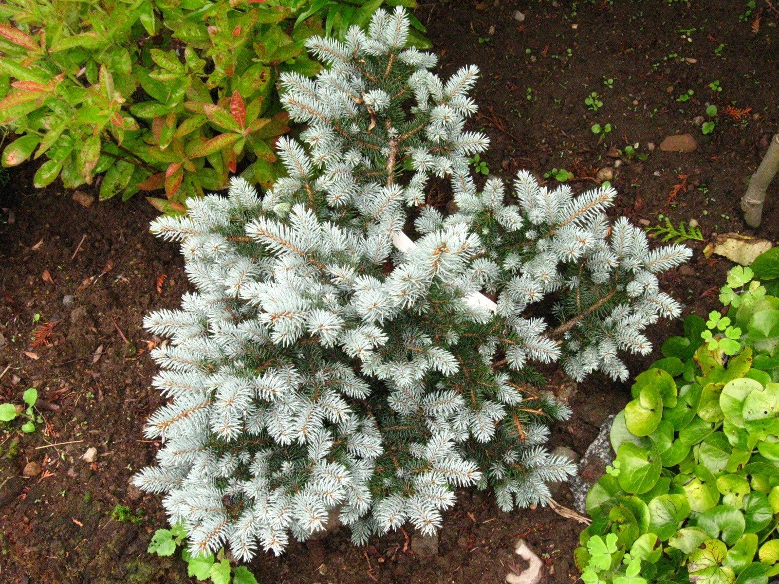 glauca globosa spruce