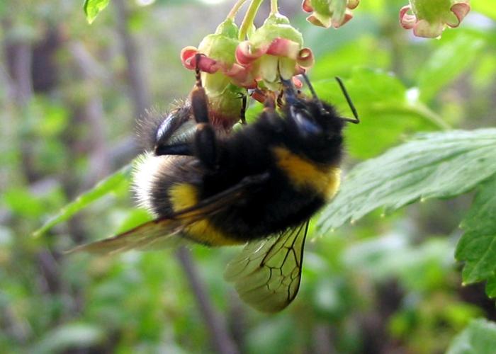 hoe ziet een hommel eruit?