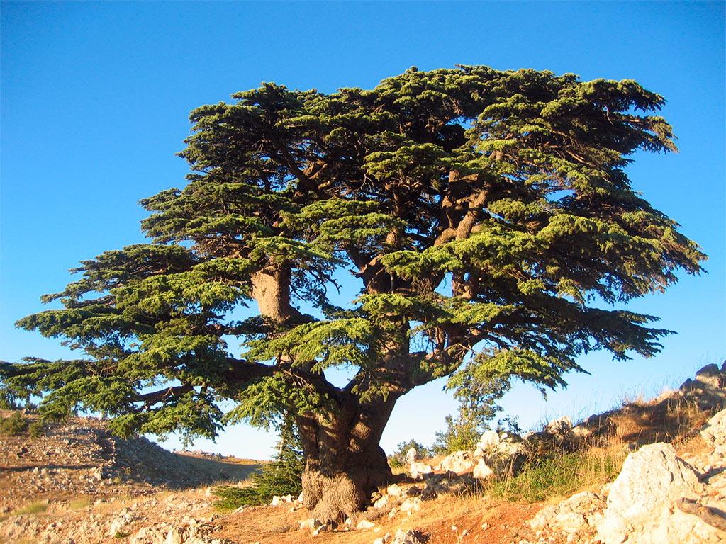 Foto de cedro libanés