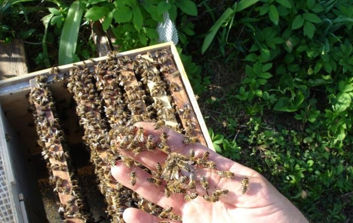 élevage de deux reines d'abeilles