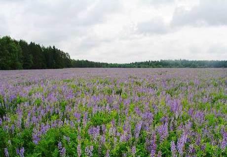 Luzerne als Honigpflanze für die Bienenzucht