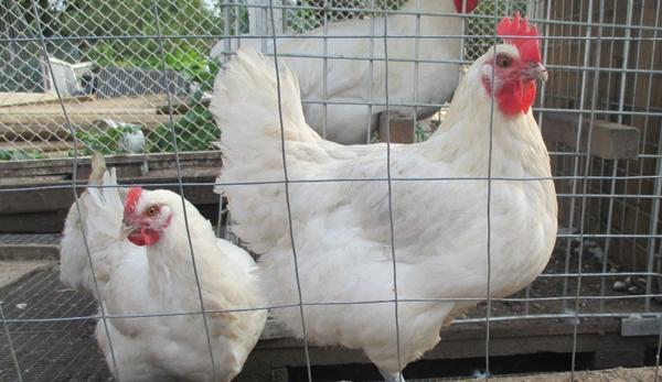 Poulets de Bresse Gali