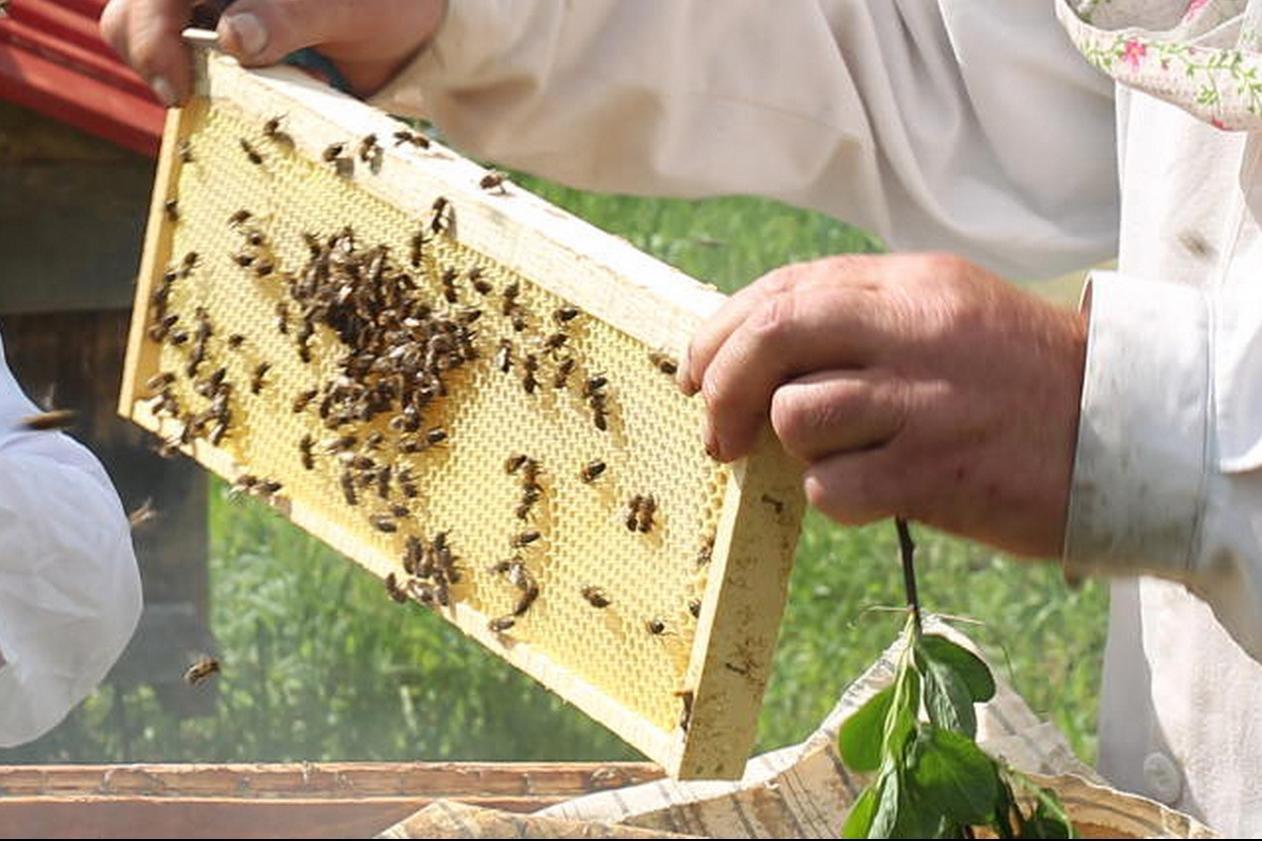 Bienenzucht in Baschkirien