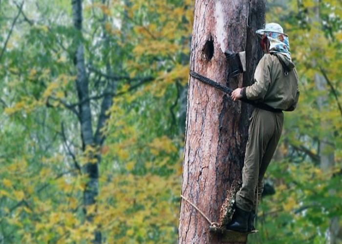 шта је пчеларство