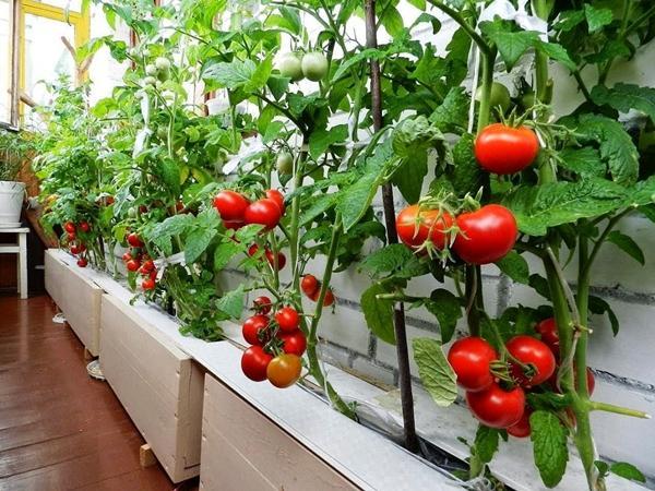 Growing tomatoes at home