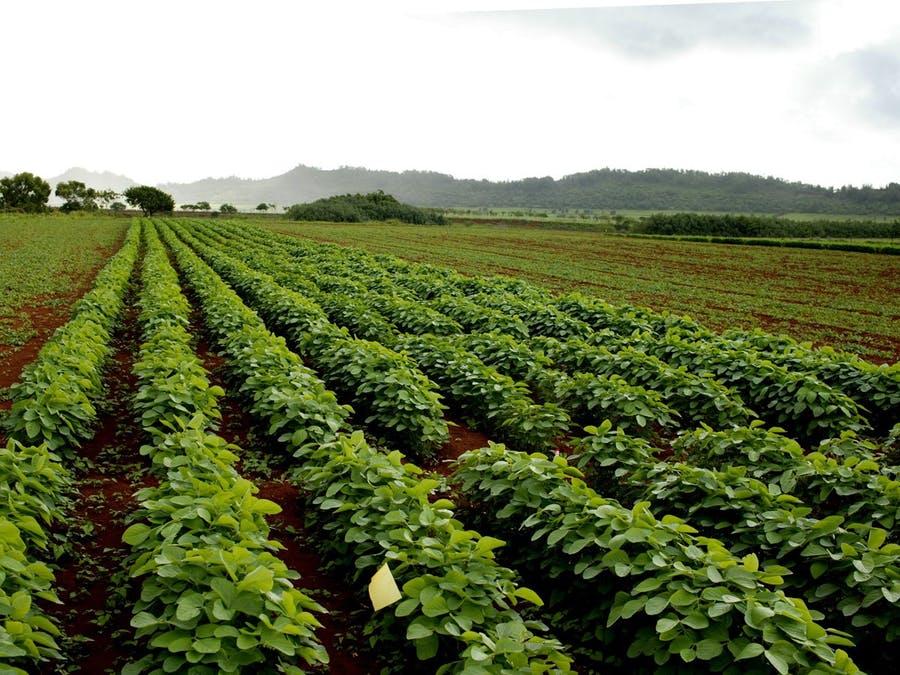 soja: cultivo, variedades, procesamiento, uso fotográfico