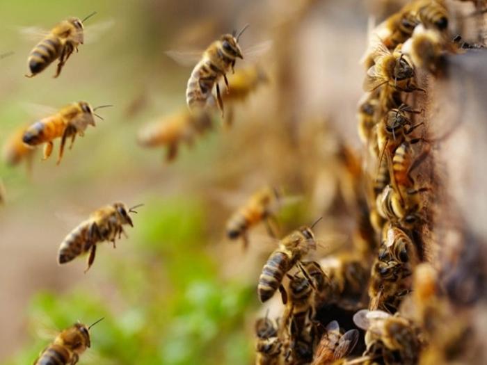 ¿A qué distancia vuelan las abejas de la colmena?