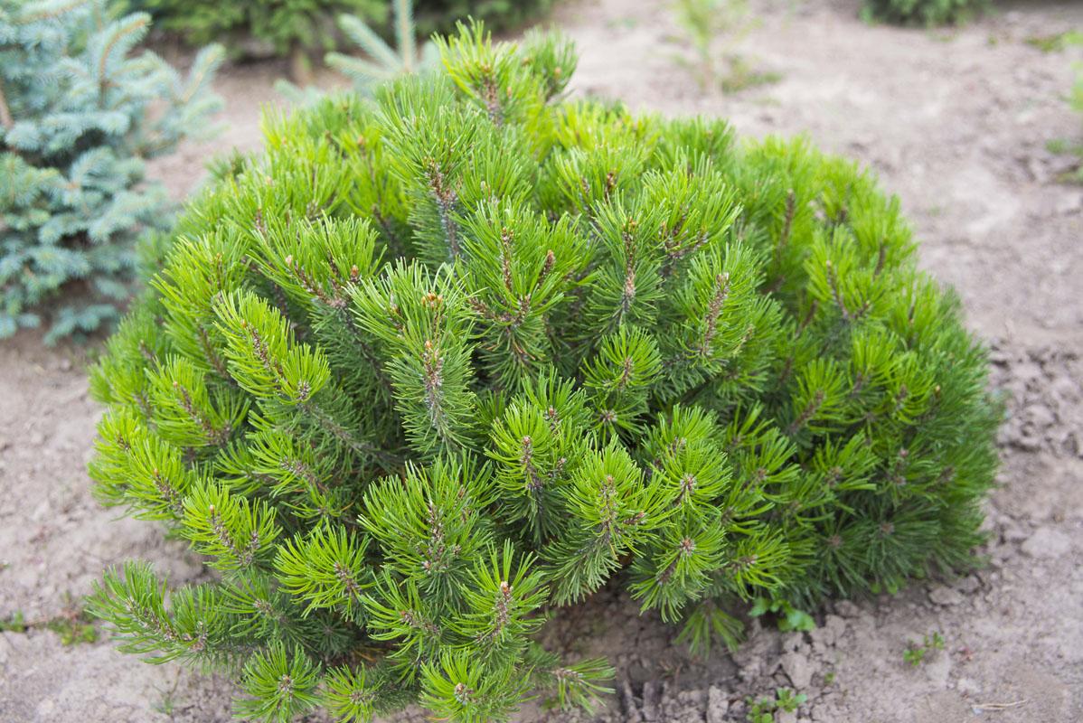 Pinus mugo mughus