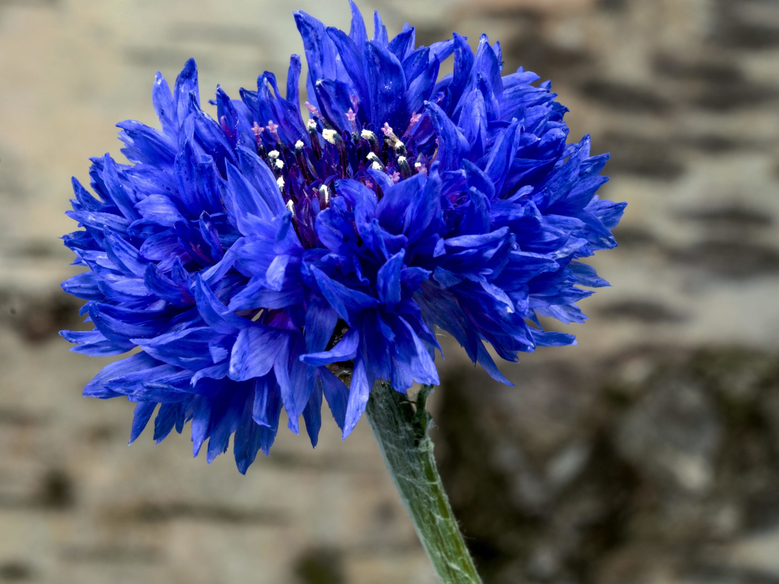 Larawan ng mga cornflower