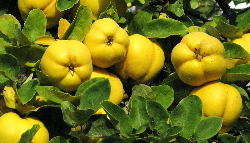 ripe quince