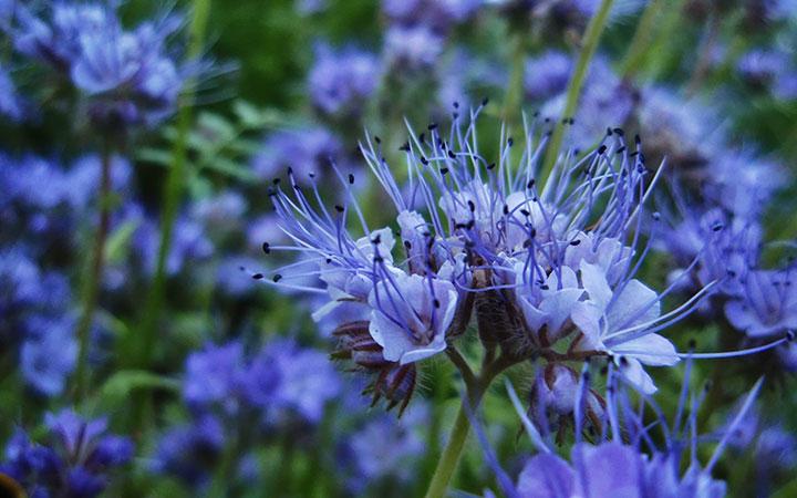 phacelia như một cây mật ong