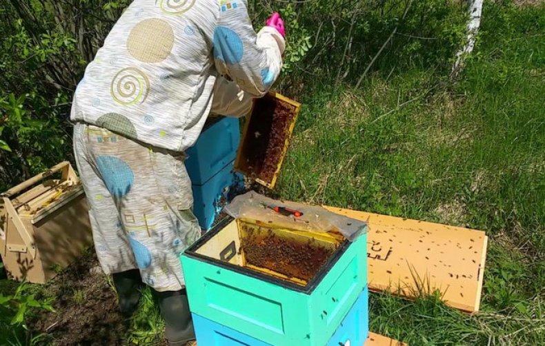 Taranov-Methode gegen Bienenschwärme