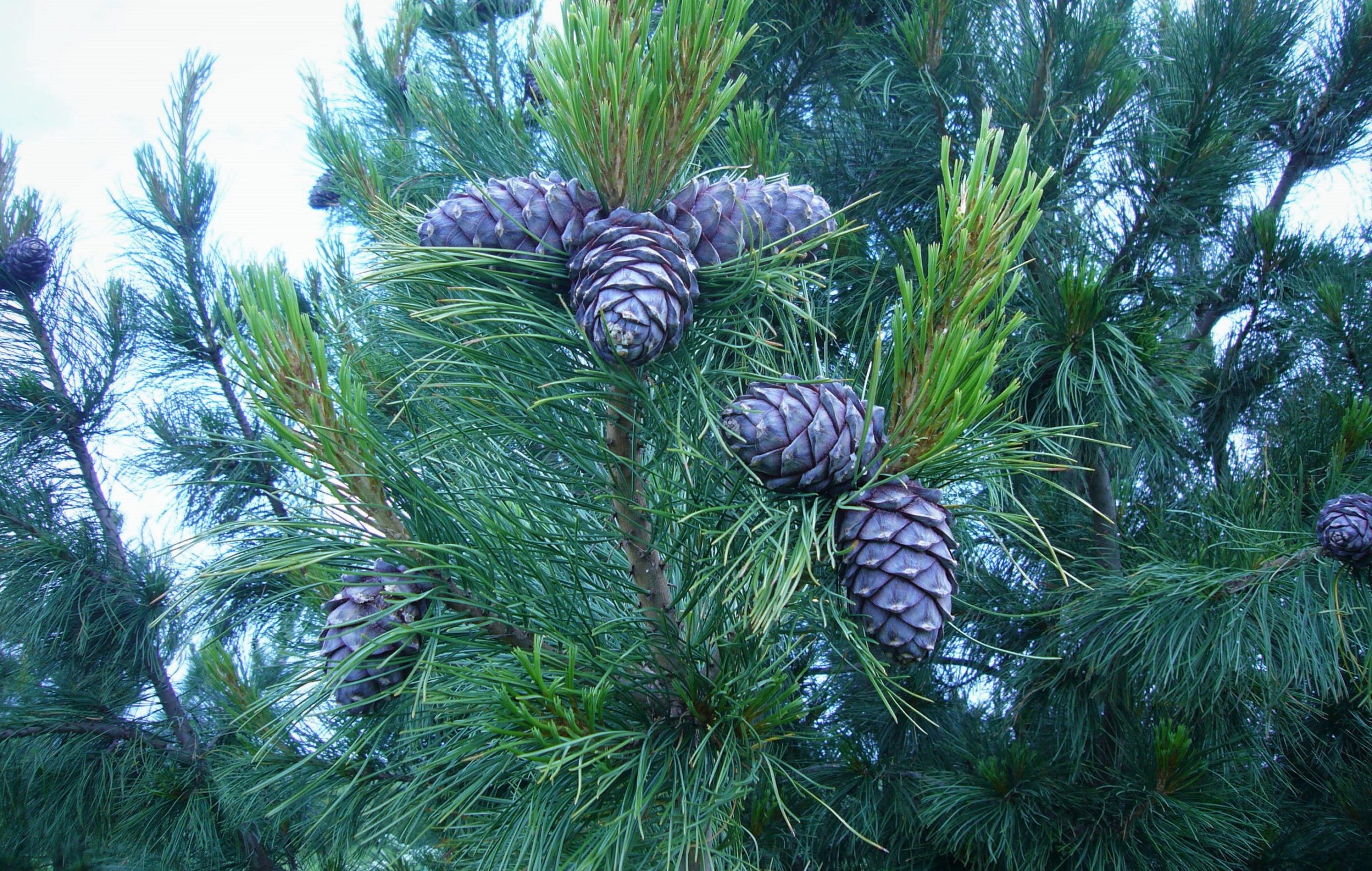 Mga sanga ng Siberian cedar