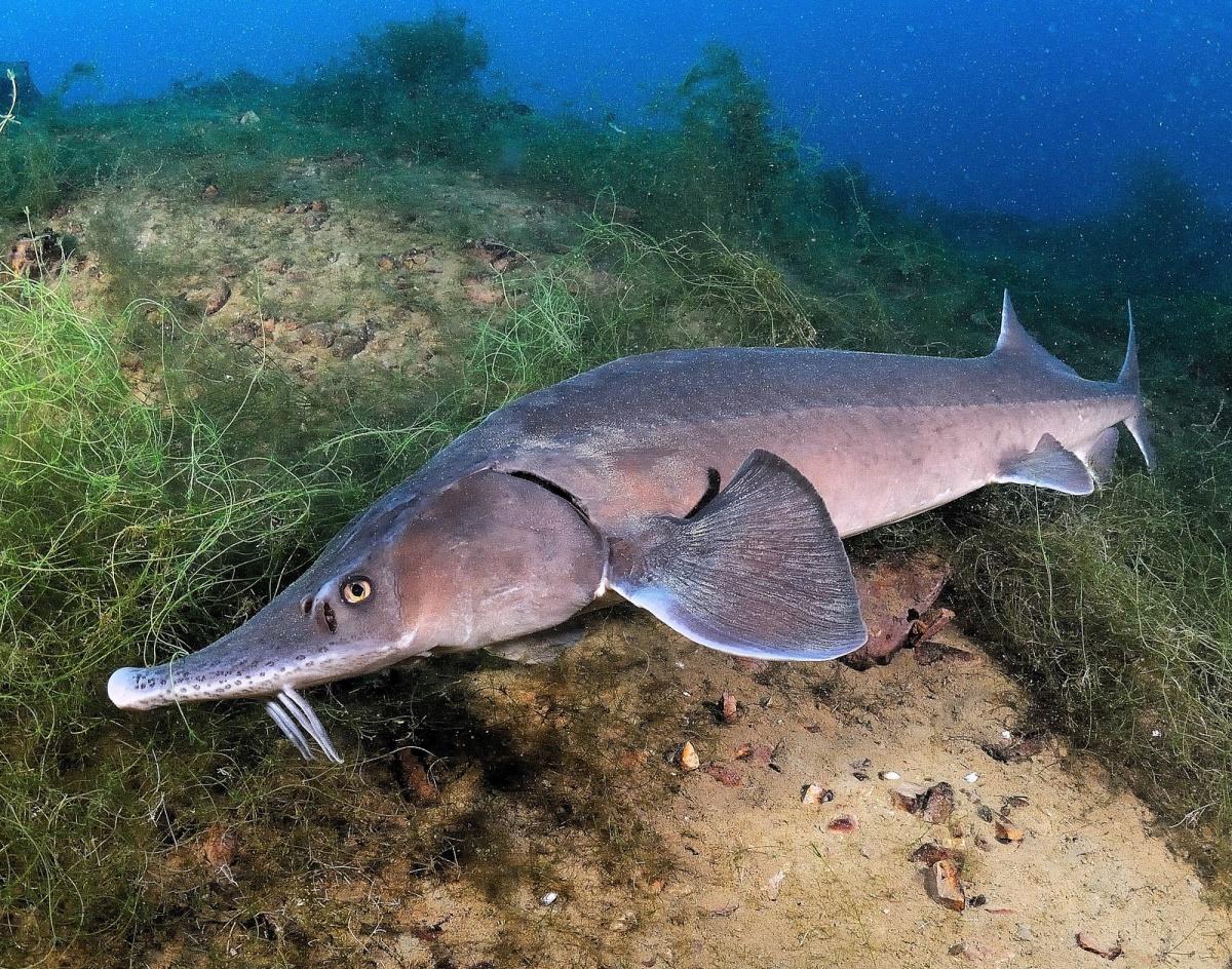 peixe beluga