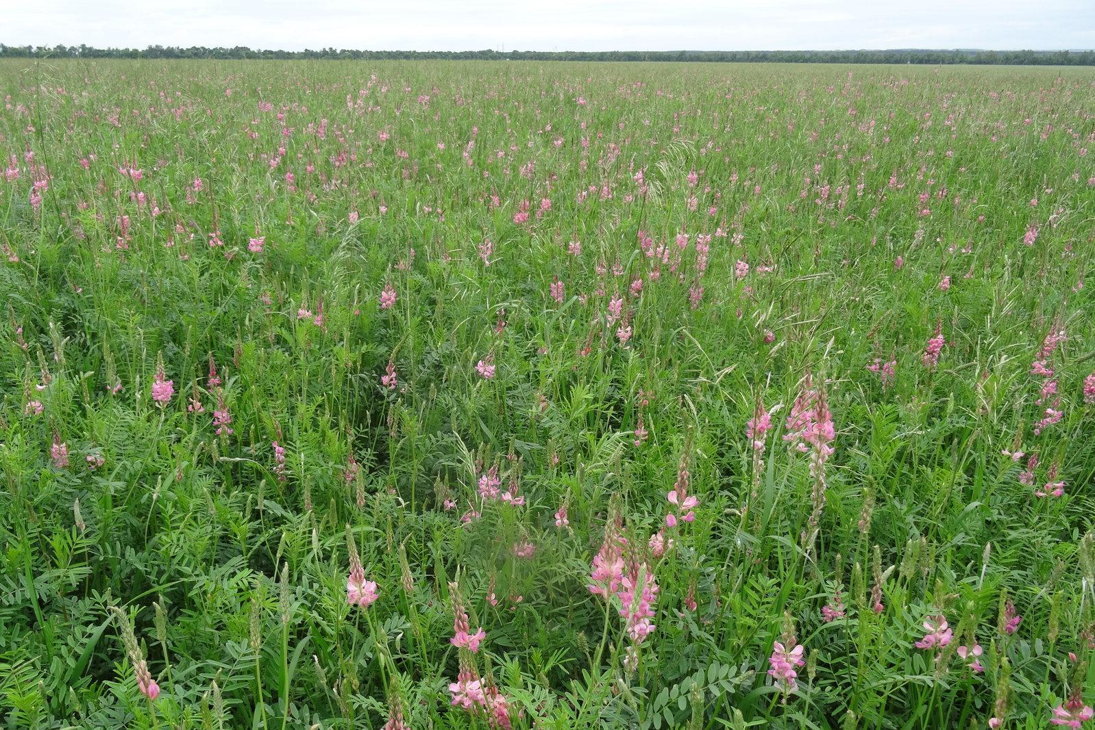 sandig sainfoin