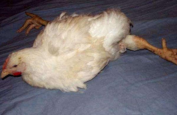 Pullorosis in broilers