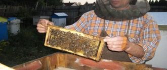 beekeeping in the Leningrad region