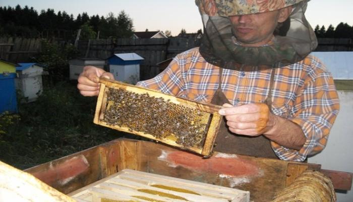 l'apiculture dans la région de Léningrad