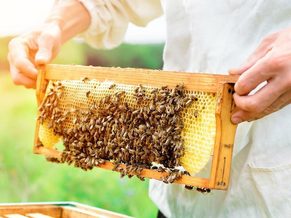 Včelařství 