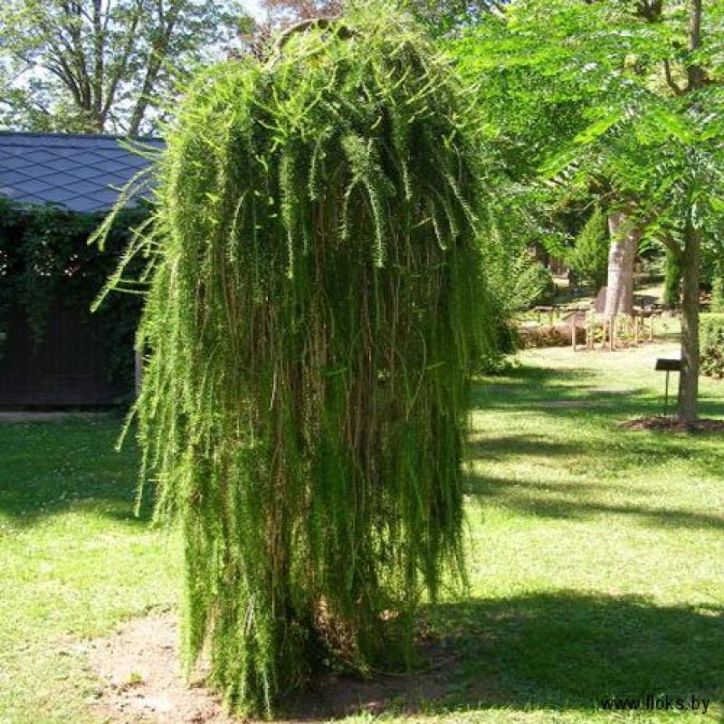 Pendula plante