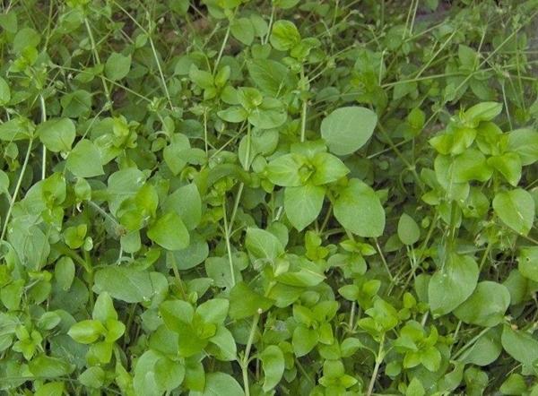 chickweed herb medicinal properties