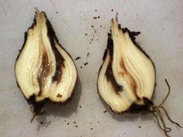 daffodil calgary root rot