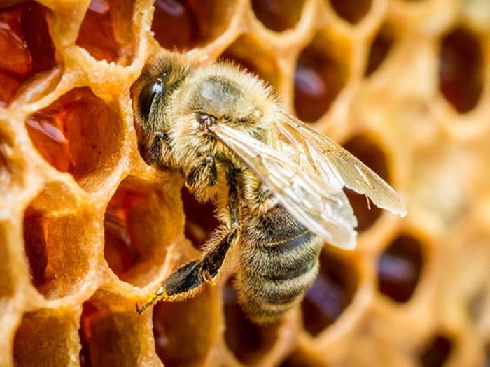 výhody včel