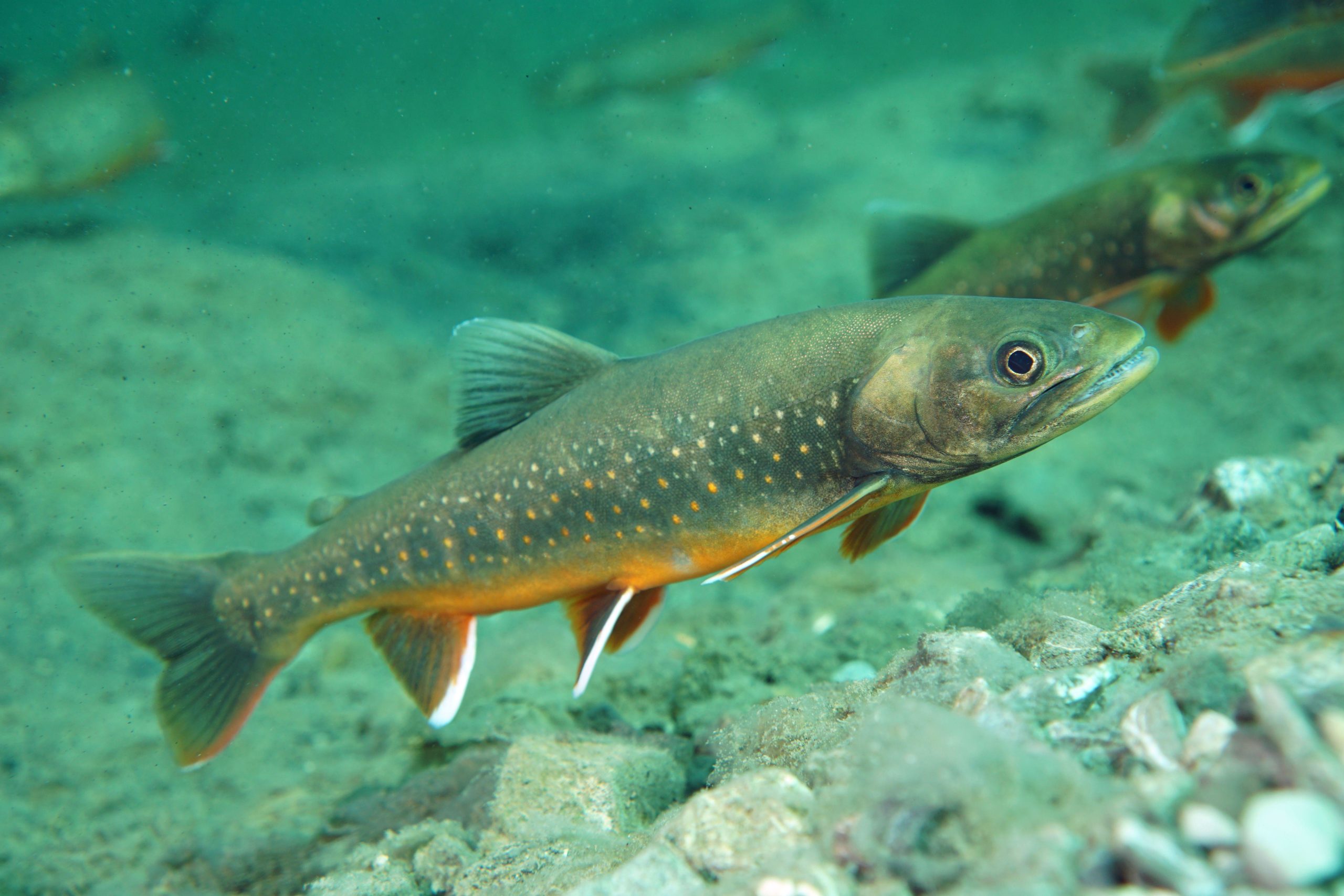 Fisch namens Schmerle Foto