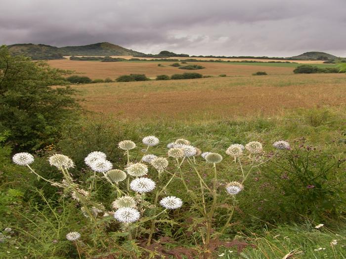 Kugelköpfiger Echinops