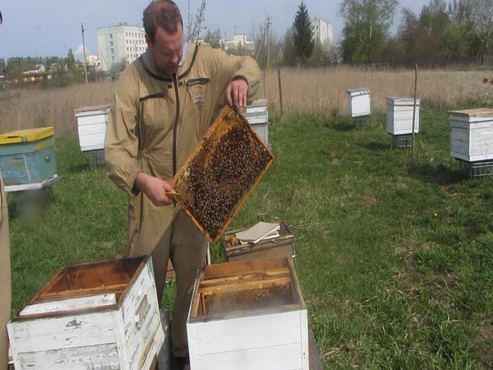 Bienen im Herbst in einen neuen Bienenstock überführen