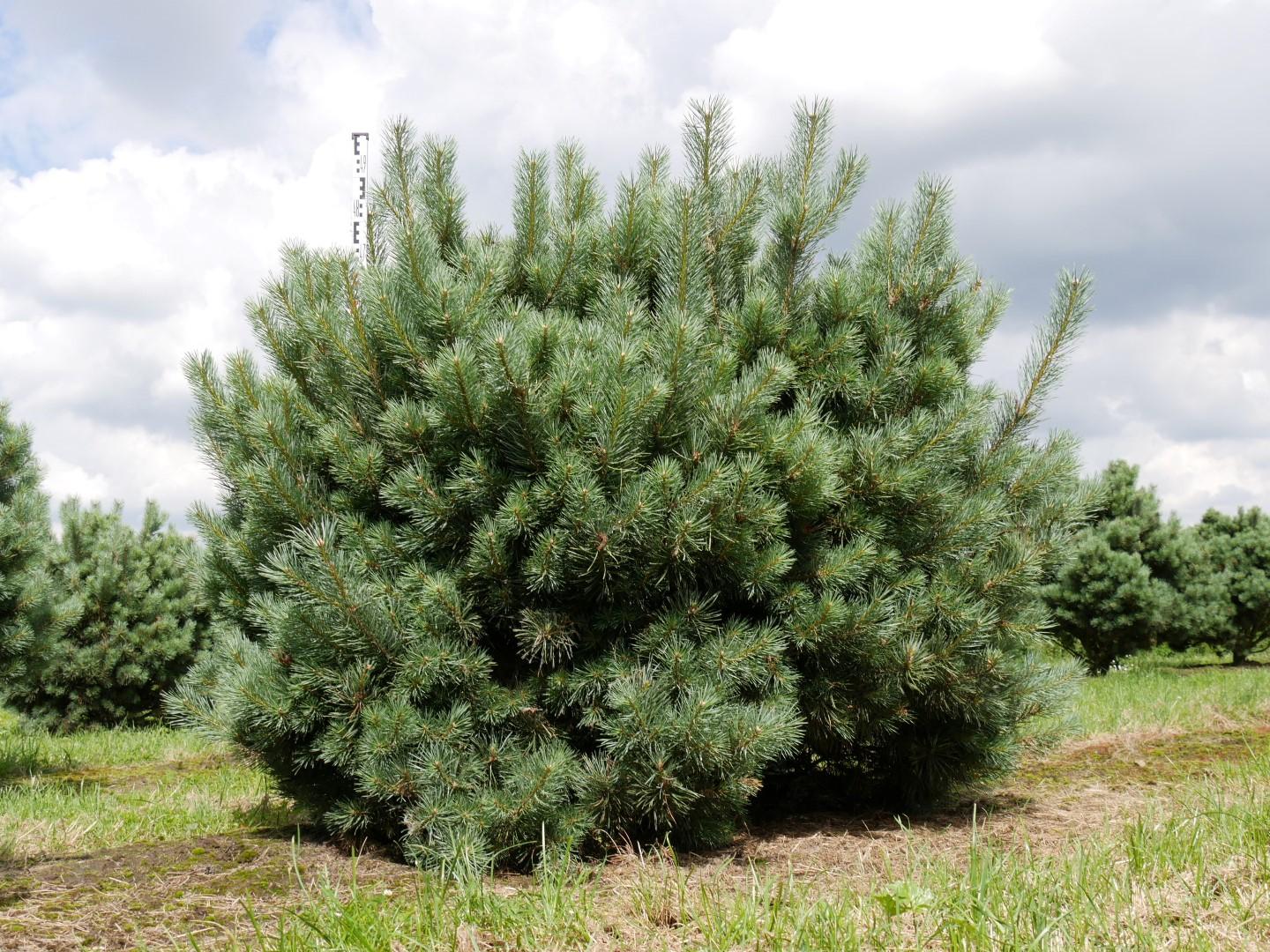 Watereri Pine