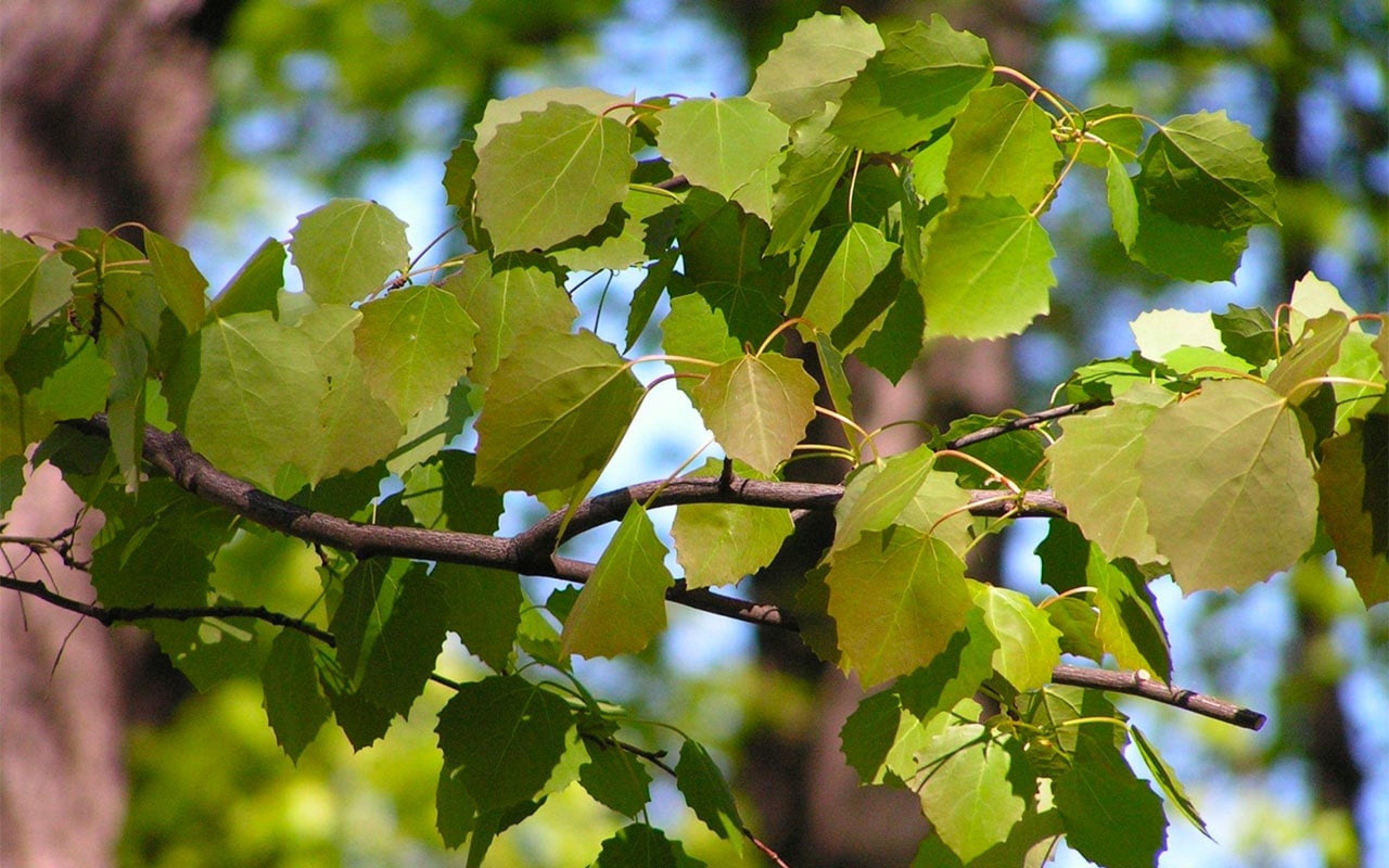 Aspen 