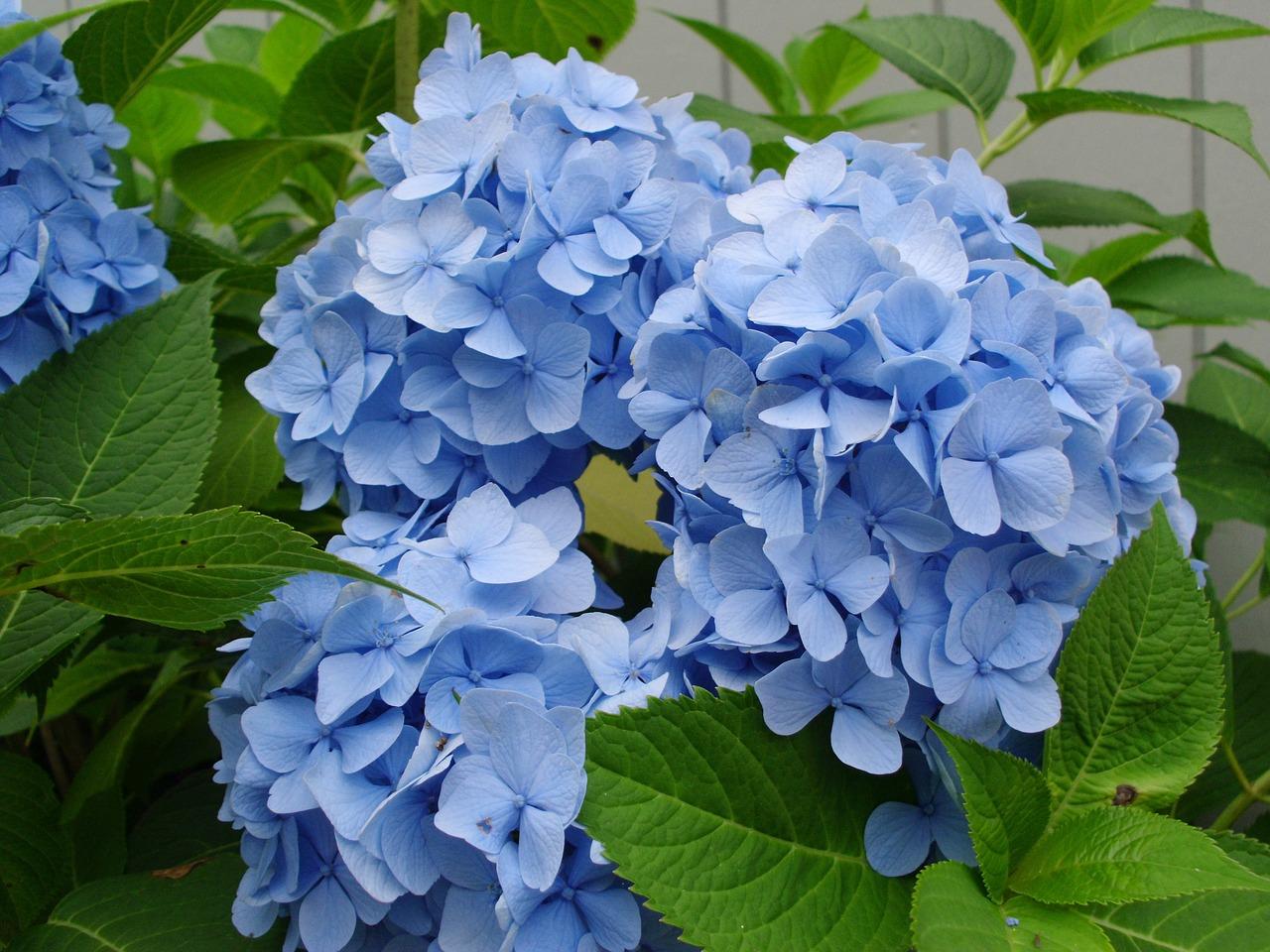 Hortensia bleu