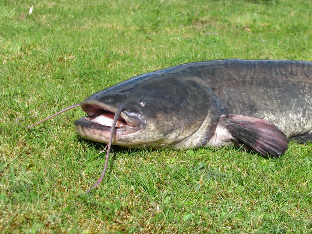 Description du poisson-chat commun et durée de vie du poisson