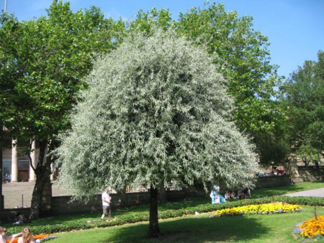 Poire ornementale