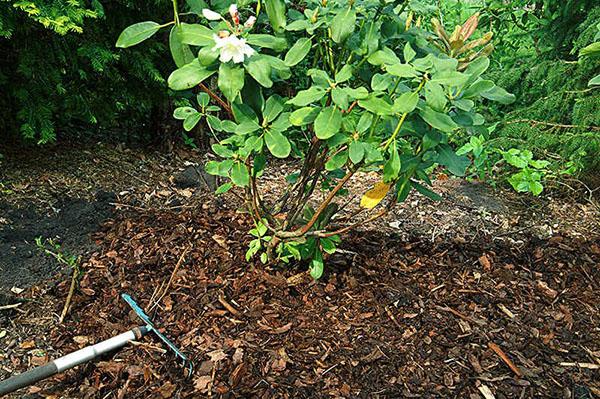 Rhododendron Schlippenbach