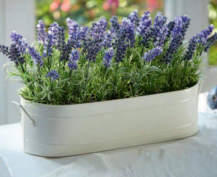 lavender in a pot