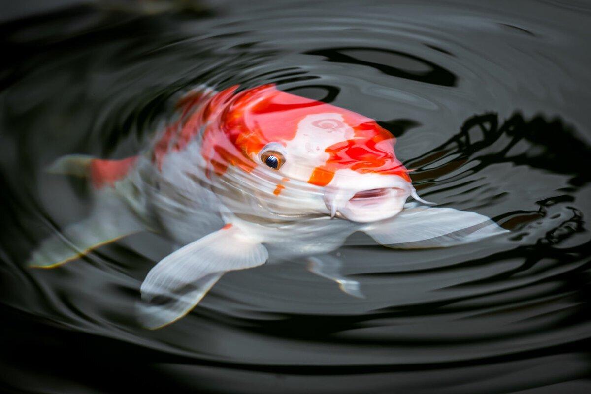 koi κυπρίνος