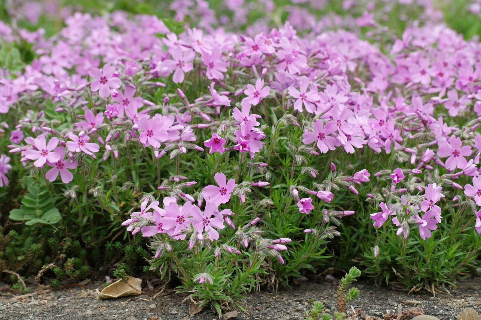 TOP 60 flores de prímula com nomes, descrições e quais escolher