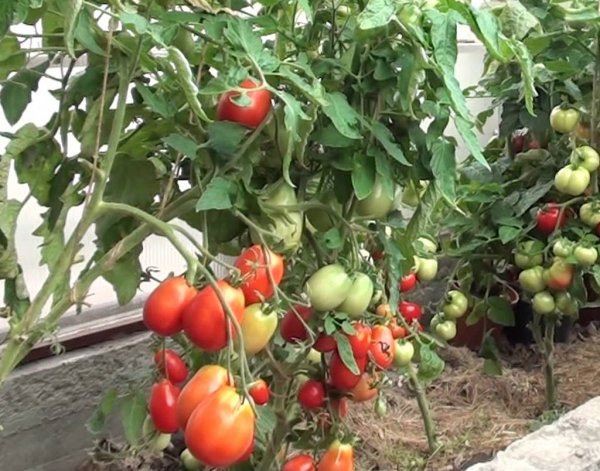 Stolypin tomato in open ground