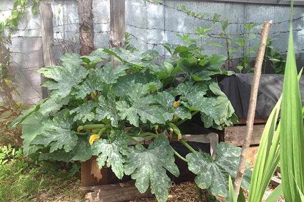 zucchini bushes 