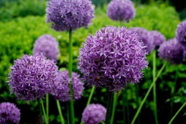 Allium cibule v zahradě 