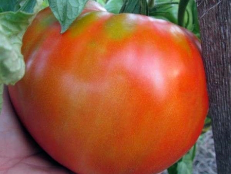 appearance of the tomato King of the Giants