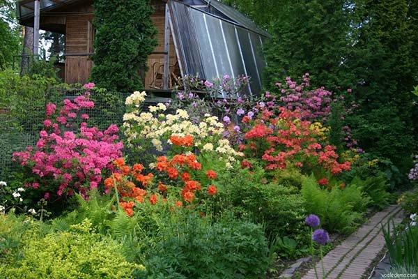 blommor på dacha 