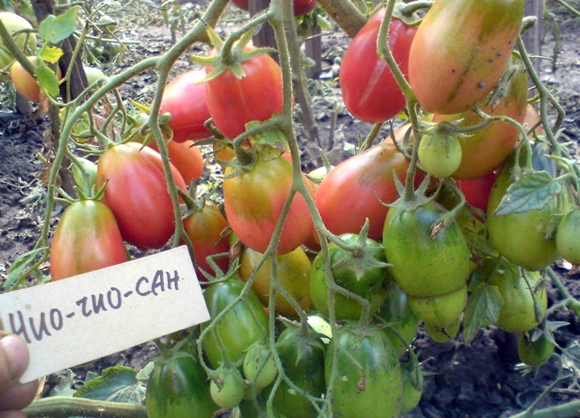 tomate chio chio san dans le jardin