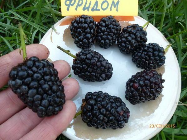 reife Brombeeren