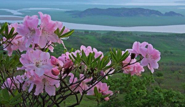 Rhododendron Schlippenbach